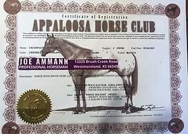 Champagne, Appaloosa mare, horse club certificate